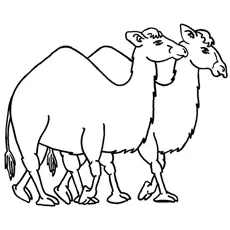 Camel With Friend coloring page