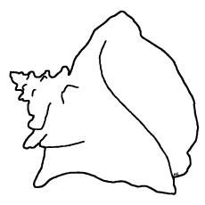 Queen conch coloring page