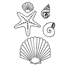 Coloring page of Coquillage shells