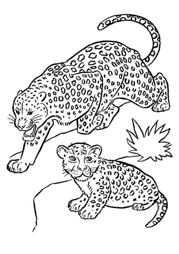 desenho-colorir-felinos