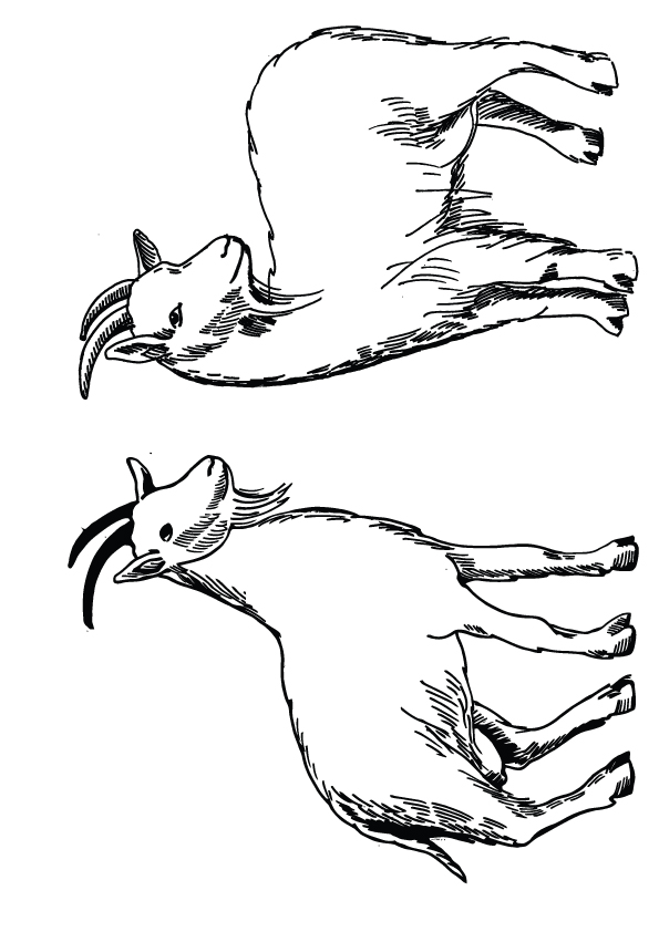 drawing-Goats