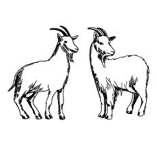 Drawing goat coloring page