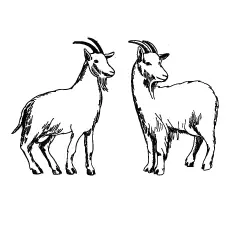 Drawing goat coloring page