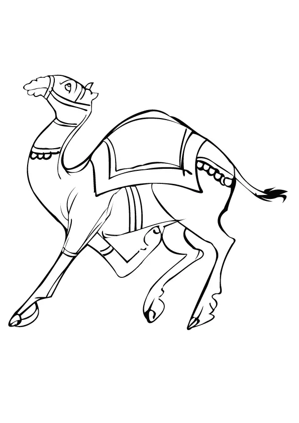 indian-traditional-camel