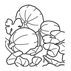 Pumpkin leaf coloring page