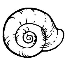 Coloring page of round shell