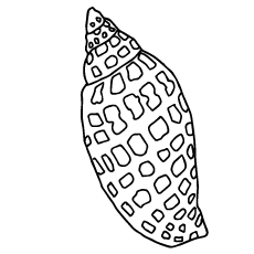 Shell coloring page
