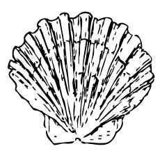 Shell front side coloring page