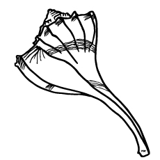 Coloring page of simple shell