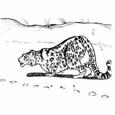 Snow Leopard coloring page