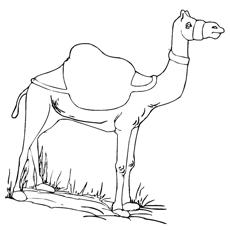 Standing Camel coloring page