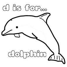 the-dolphin
