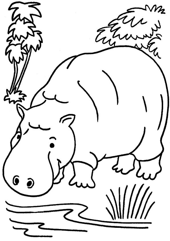 the-hippopotamus