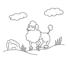 Coloring Page of the Sheep