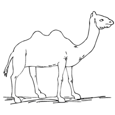Two Humped Camel Standing Alone coloring page