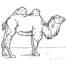 Two Humped Camel coloring page