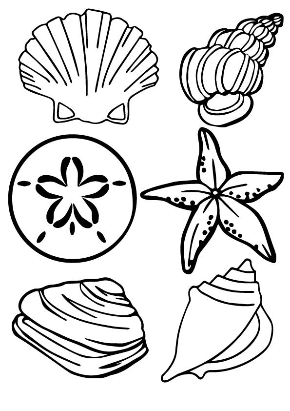 types-of-sea-shell
