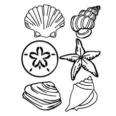 coloring pages of seashells