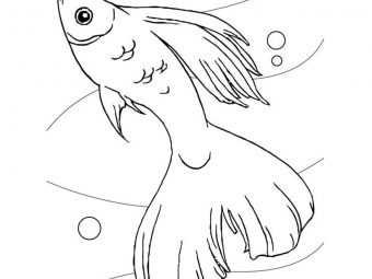 25 Interesting Koi Fish Coloring Pages For Your Toddlers
