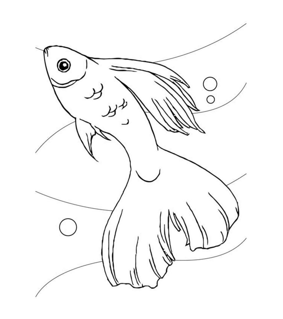 Top 20 Free Printable Koi Fish Coloring Pages Online