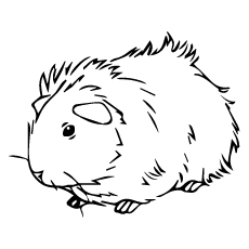Guinea pig looking for food coloring page