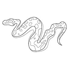 Boa snake coloring page
