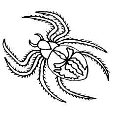 Artistic spider coloring page