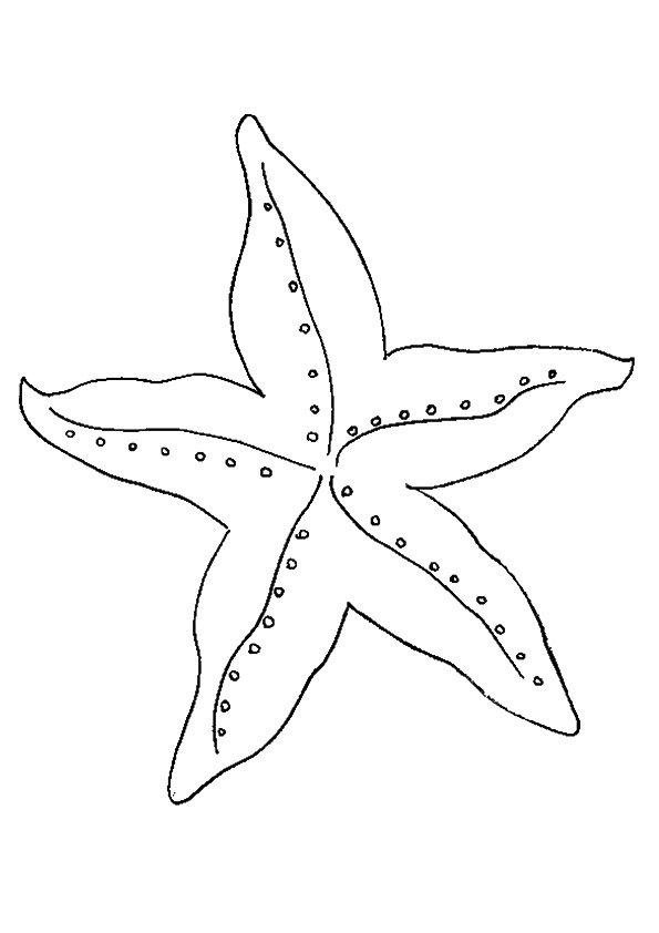 A-basic-starfish