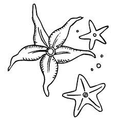 A starfish with little star. Coloring page, hand drawn for