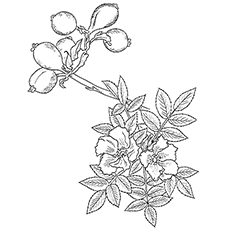 Wild rose coloring page