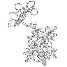 Wild rose coloring page_image