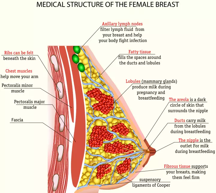 How is breast milk produced: anatomy of the breast