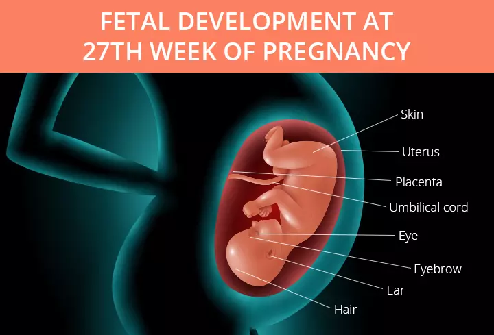 Development of the embryo at 27th week pregnancy