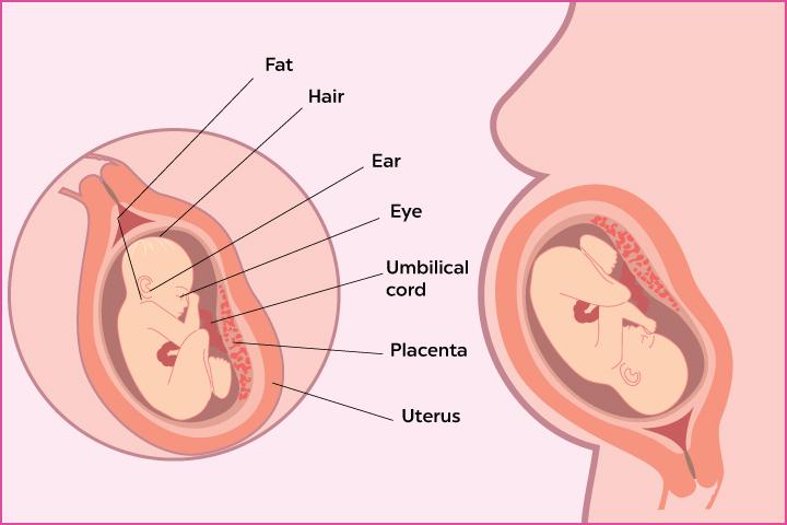 32 weeks pregnant baby position