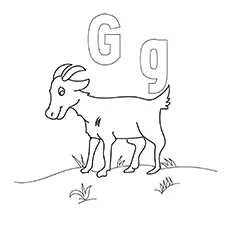 Goat teachers letter G coloring pages