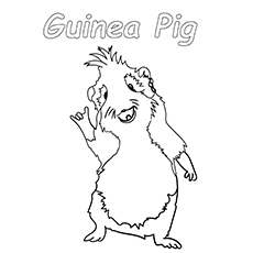 Guinea pig hearing coloring page