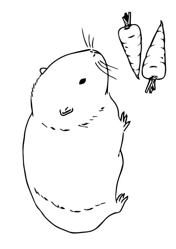 Guinea-Pigcarrot