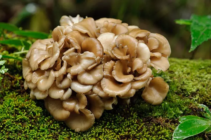 Can I eat hen-of-the-wood mushrooms while pregnant