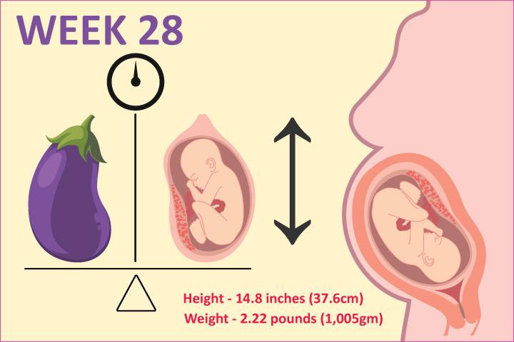 Development of the embryo at 28th week pregnancy