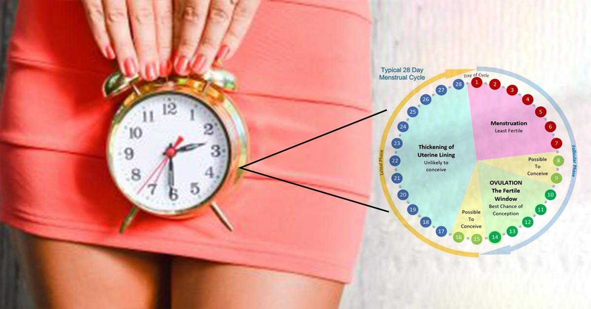 Menstrual Cycle Safe Period Chart