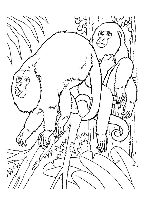 Howler-Monkeys-in-forest