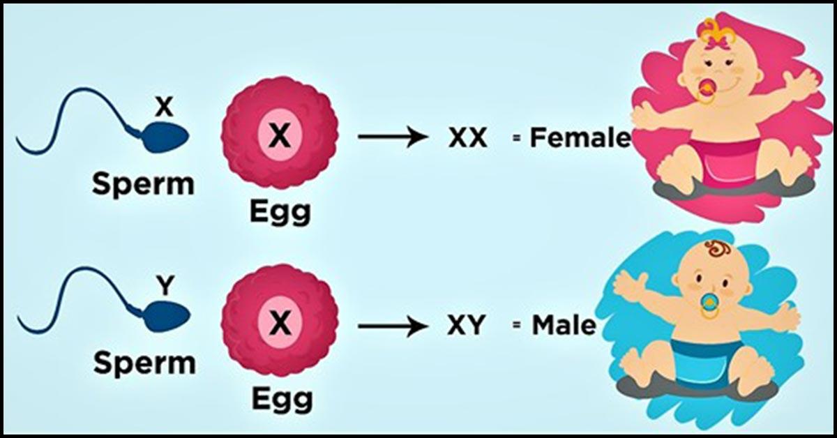 how to find gender of baby during pregnancy at home