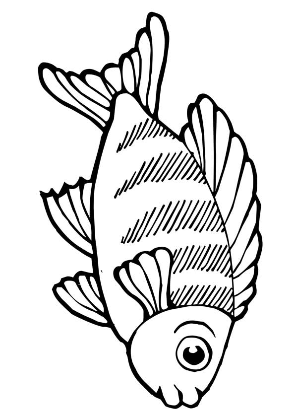 Koi-Fish-Large-Eyes