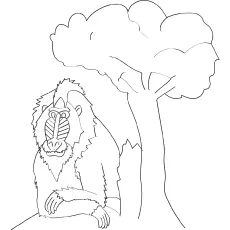 Mandrill monkey coloring page