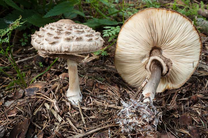 Can I eat parasol mushrooms while pregnant