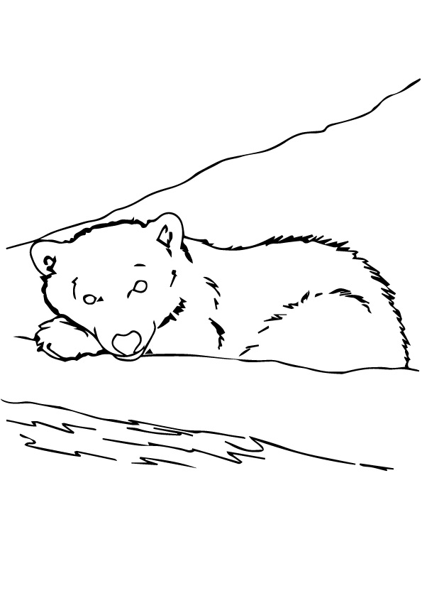 The-Brown-Bear-Sleeping
