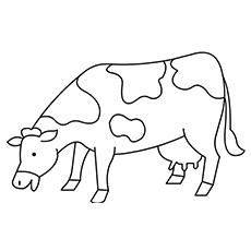 980 Coloring Page Of A Cow  Images