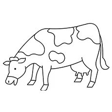 Coloring Pages of Cow Eating