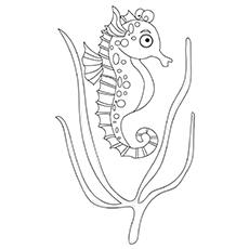 The-Curious-Seahorse1-16