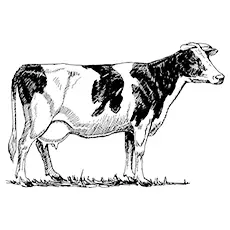 Coloring Page Jersey Cow